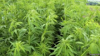 hemp field