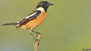 stonechat