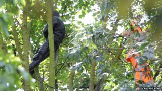 Suspect on the tree