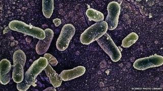 Salmonella Enteritidis bacterium