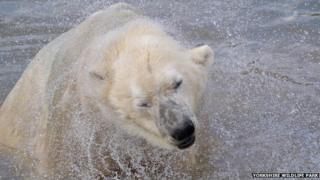 Polar bear Victor