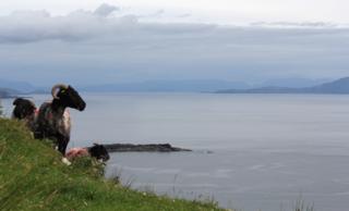 Sheep on Achill Island