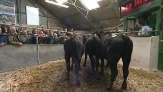 Livestock market