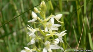 Lesser butterfly orchid