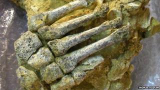 Neanderthal foot remains