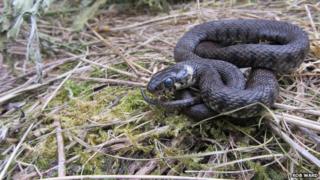 Jersey grass snake