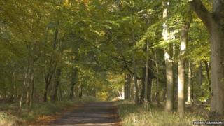 Savernake Forest