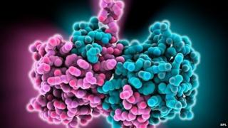 Model molecwlar o ran o'r firws Ebola