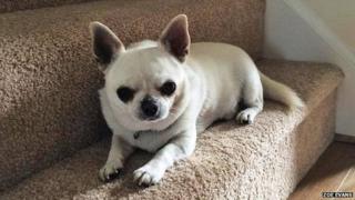 Rocky the Chihuahua