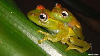 The 'boophis ankarafensis' tree frog