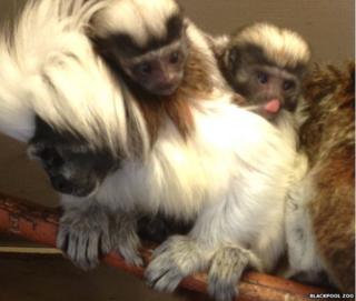 Tamarin twins