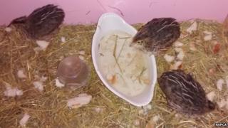 Abandoned quails