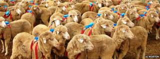 sheep