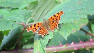 Comma butterfly