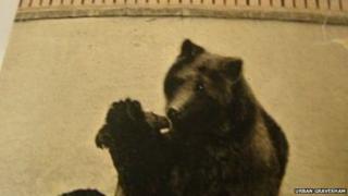 Rosherville Gardens bear pit with Rosie the bear