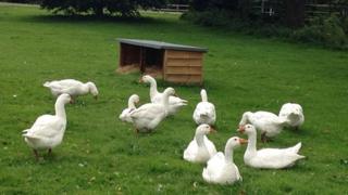 Beyton geese, Suffolk