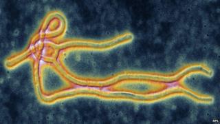 Ebola virus