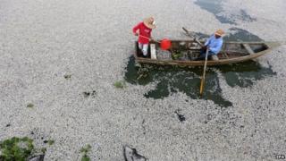 Fishermen removed dead fish from Cajititlan lake on 31 August 2014.