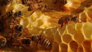 Honeybees