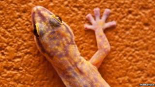 Gecko