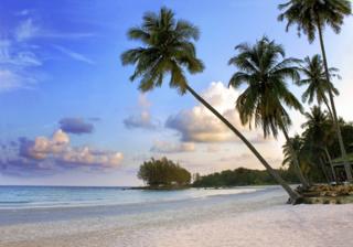 Palm trees on a beach