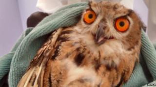 Owl found in Ystrad