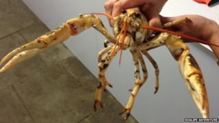 Albino lobster