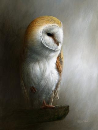 Painting of a Barn Owl by Jeremy Paul