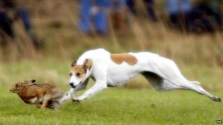 A greyhound chases a hare during the 157th Waterloo Cup on the Altcar estate near Formby, Lancashire in 2004