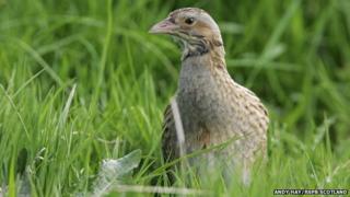 Corncrake. Pic: Andy Hay/RSPB Scotland