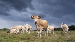 Cows stand in a field