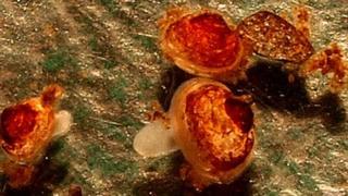 Images of the three-year-old freshwater pearl mussels