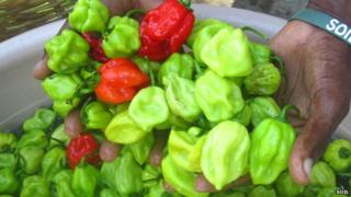 Chili pepper