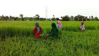 Women harvesting rice in the paddy fields
