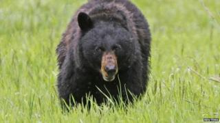A black bear in Yellowstone Park, Wyoming