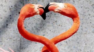 Flamingos wrap their necks in the shape of a heart