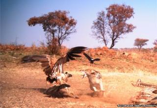 vulture and jackal