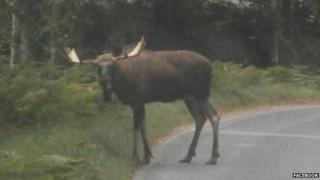 Loose moose