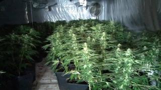 Cannabis factory