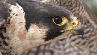 Peregrine falcon