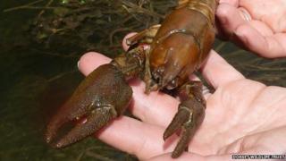Dead white-clawed crayfish
