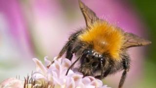Tree bumblebee