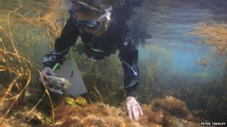 Marine survey