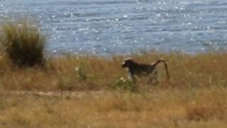Robinson the baboon