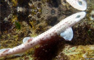 catshark