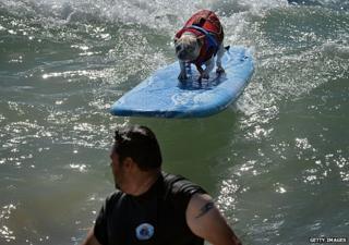 A surfing dog approaches a man