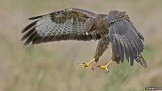 Buzzard