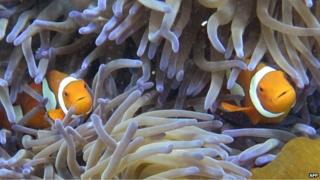 Fish in a coral reef
