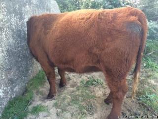 Cow in wall