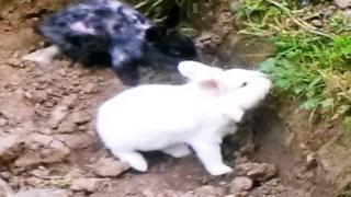 Percy the white lion-headed rabbit